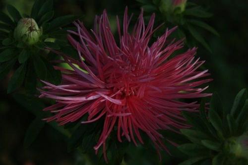 Obrazek