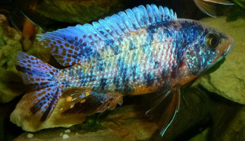 Obrazek