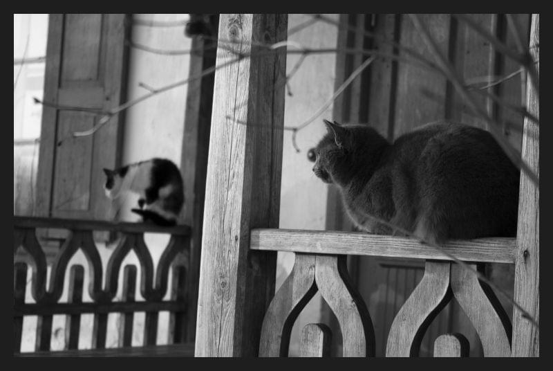 http://images43.fotosik.pl/258/4a6c99073e329989.jpg