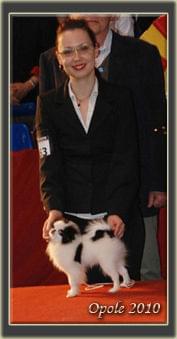 japanese chin , japanese chin puppies , chin japoński , hodowla chinów , opole 2010 , wystawa w opolu , klubowa wystawa psów do towarzystwa , bis baby , spirited away 