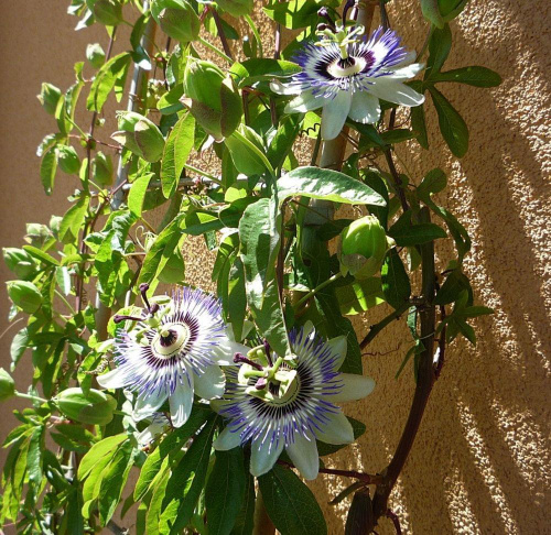 Męczennica (Passiflora) - Uprawa,pielęgnacja Cz.2 - Strona 13 ...