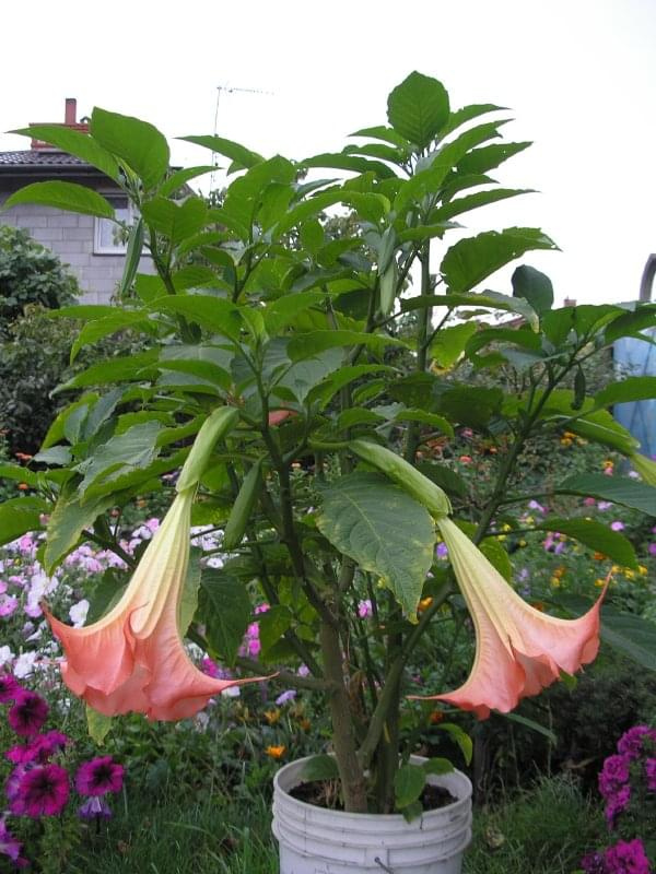 Datura