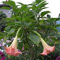 Datura