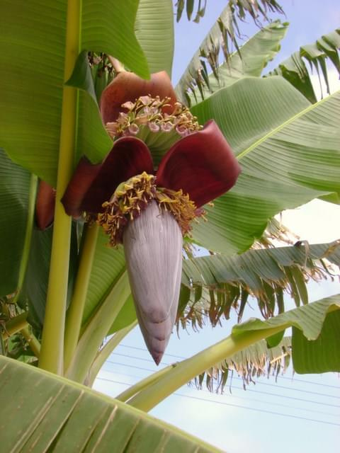 Cypr,kwiat bananowca #banan #drzewo #owoc