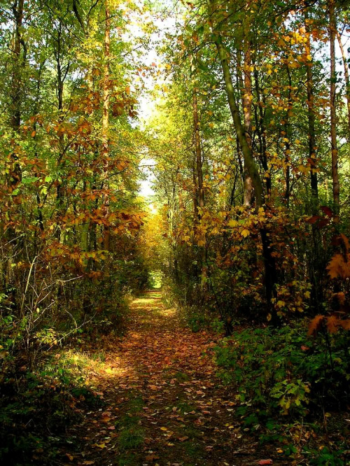 #las #przyroda #jesień