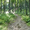 Droga na Lubogoszcz - Beskid Wyspowy #ściezka #las #drzewa