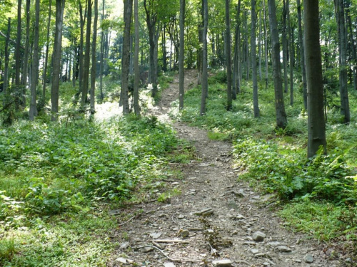 Droga na Lubogoszcz - Beskid Wyspowy #ściezka #las #drzewa