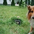 Lassie i Kaja