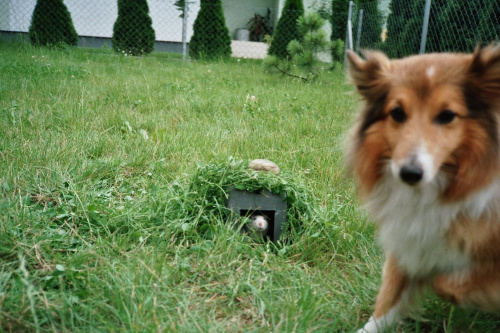 Lassie i Kaja