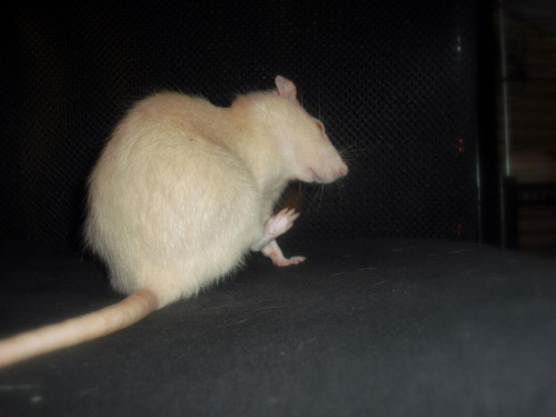 Dtciaki #szczury #szczur #rat #rats