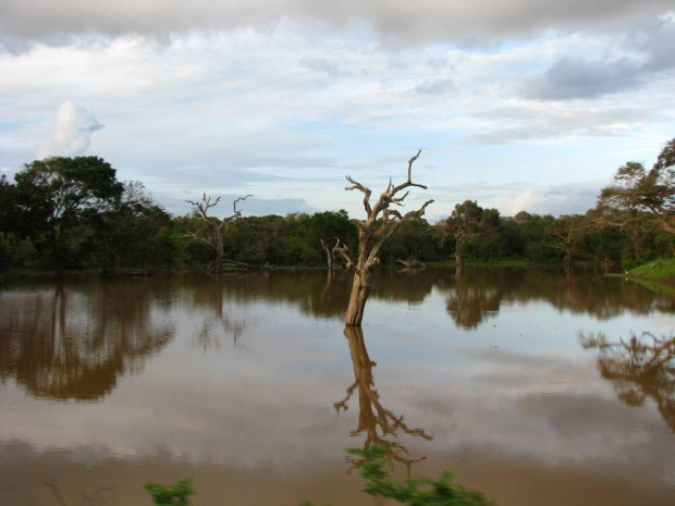 Sri Lanka,Park Narodowy Yala po deszczu.