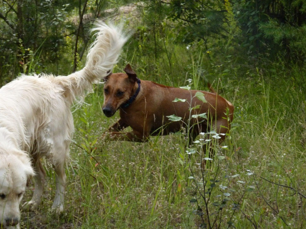 Brutus i Zoja, Choszczówka, lipiec 2011