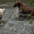 Brutus i Zoja, Choszczówka, lipiec 2011