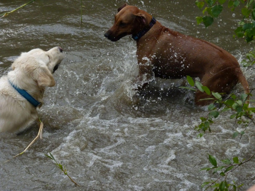 Brutus i Zoja, Choszczówka, lipiec 2011