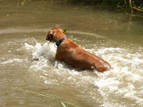 Zoja, Choszczówka, lipiec 2011