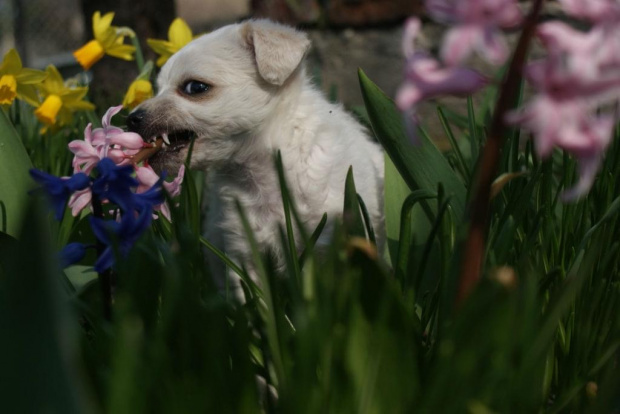 #zwierzęta #psy #ludzie #kwiaty #rośliny #dzieci #starsi