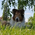 Owczarek Szkocki Collie - Lessi #lessi #lessie #OwczarekSzkockiCollie #pies