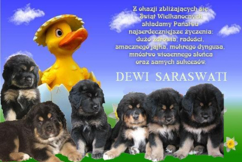 Spokojnych, rodzinnych Świąt i obfitego dyngusu życzy hodowla Dewi Saraswati #psy #MastifTybetański #ŻyczeniaWielkanocne