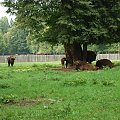 białowieża 2011