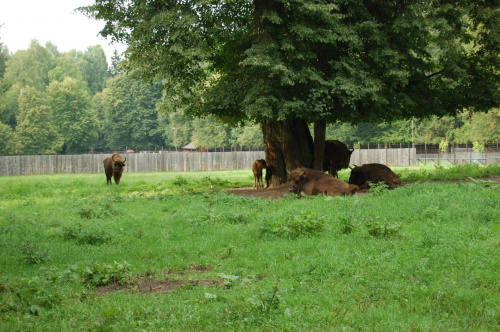 białowieża 2011