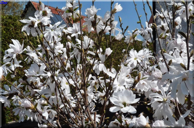 Oczarowana wiosna...:)