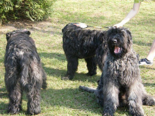 Bouvier des Flandres Breldream #BouvierDesFlandres #breldream #LooserBreldream #LadybirdBreldream #LavinaBreldream