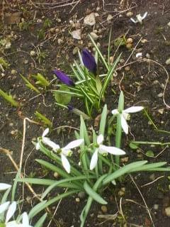 Ah.. ta wiosna :) #PierwszeKwiaty #wiosna #makro