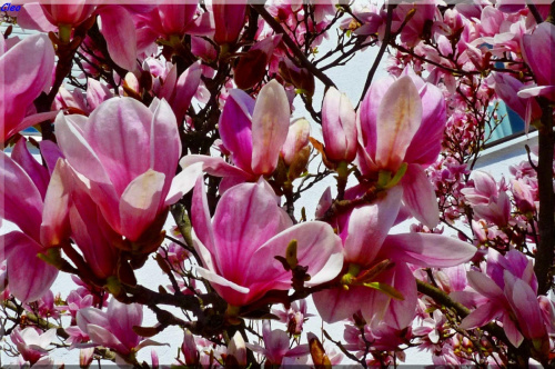 Oczarowana wiosna...:)