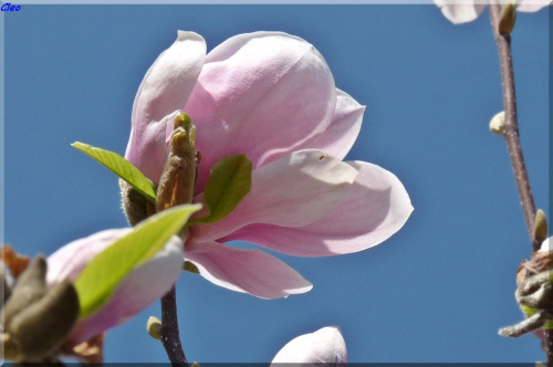 Oczarowana wiosna...:)