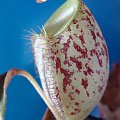 Nephentes Ampullaria (Brunei Red Specled)