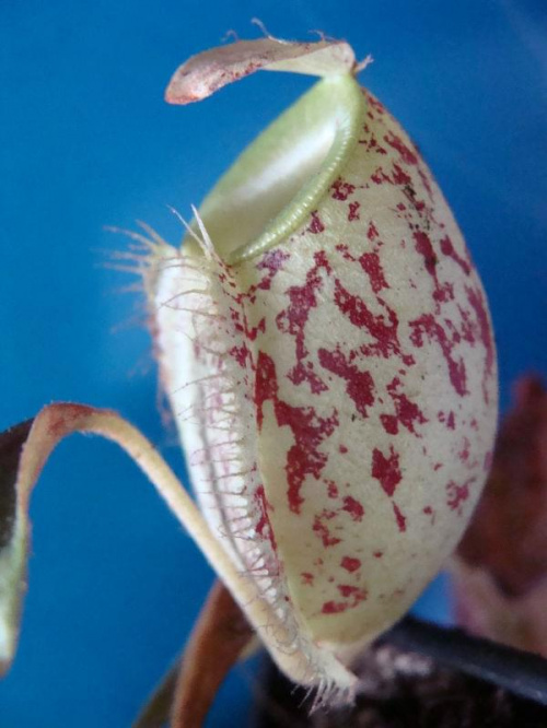 Nephentes Ampullaria (Brunei Red Specled)