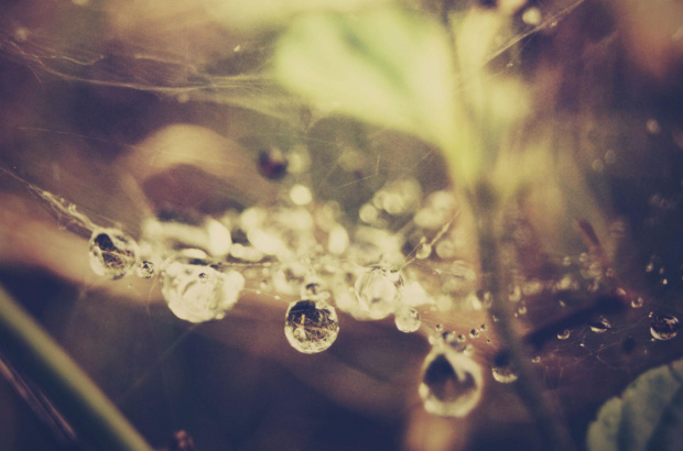 Lśniące krople po deszczu na pajęczynie, #woda #krople