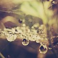 Lśniące krople po deszczu na pajęczynie, #woda #krople