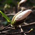 #wiosna #kwiat #OgródBotaniczny #magnolia