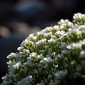 biała kępka... #kwiaty #wiosna