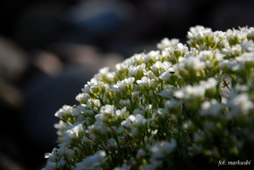 biała kępka... #kwiaty #wiosna