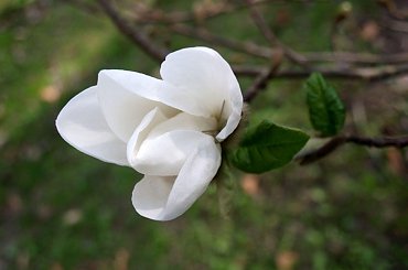 #wiosna #kwiat #OgródBotaniczny #magnolia