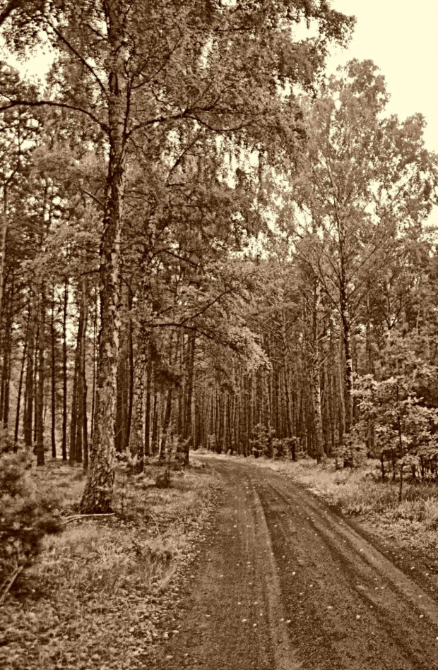Droga w lesie #droga #drzewa