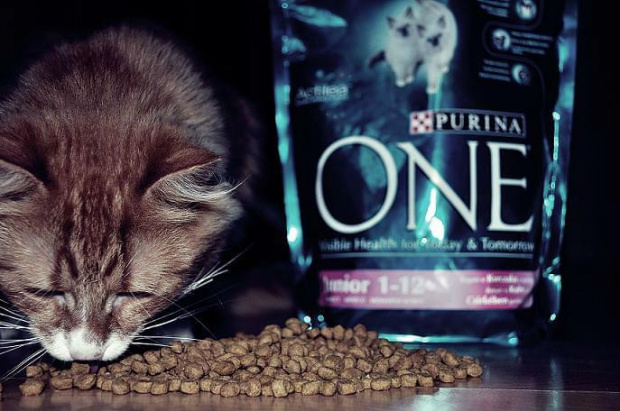 mniam mniam mniam... #kot #jedzenie #rudy #zwierzęta