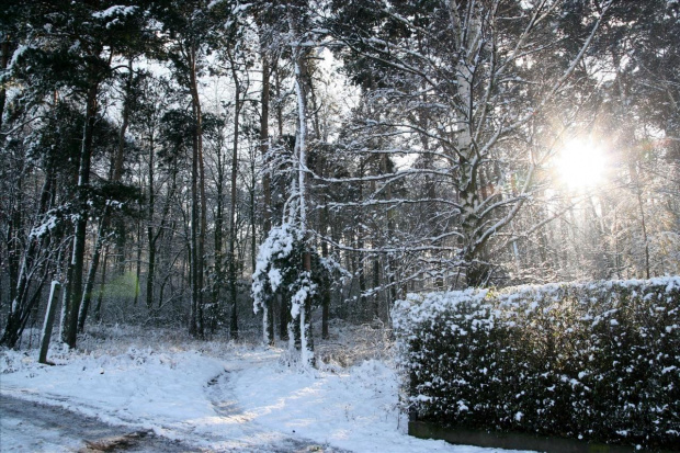 #zima #las #śnieg #droga #słońce #Bralin