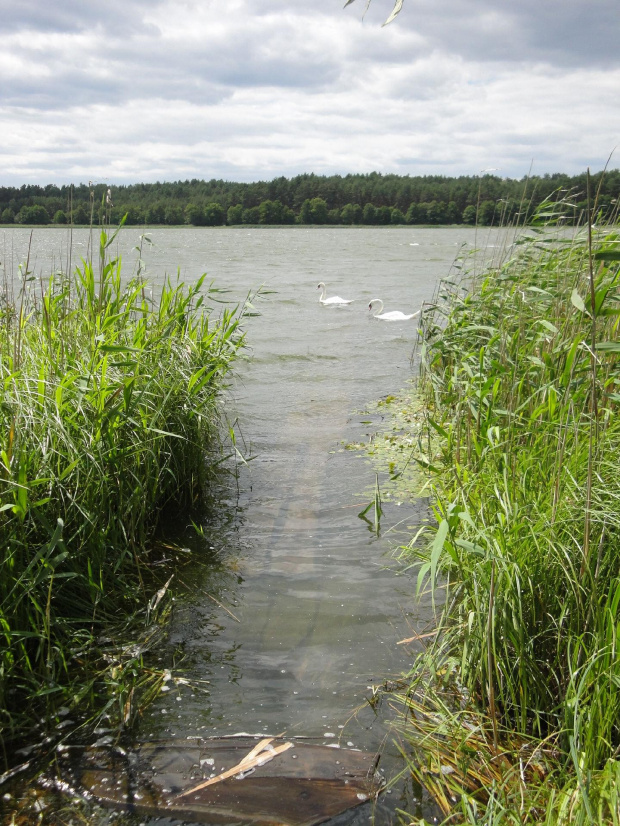 Łabędzie - Kaszuby 2011