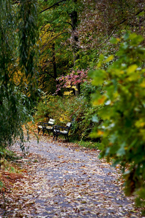 Jesień w parku #alejka #jesień #ławeczki #park