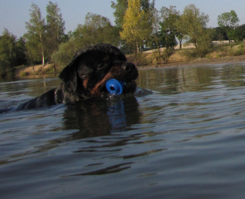 Amigo 2011-08-18 #amigo #psy #rottweiler