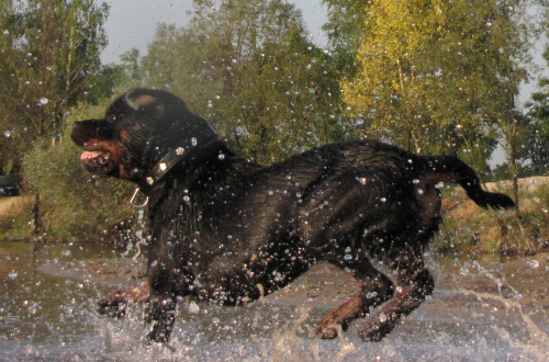 Amigo 2011-08-18 #amigo #psy #rottweiler