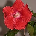 Hibiscus Big Tango