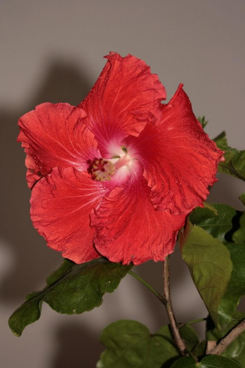 Hibiscus Big Tango