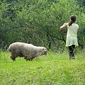 już po zejściu z Nosala--samotna owieczka i człowiek