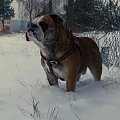 Buldog Angielski Marian Belmondo #BuldogAngielski #EnglishBulldog