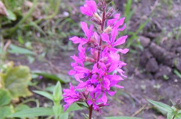 Krwawnica lekarska #roślina #chwast #KrwawnicaPospolita