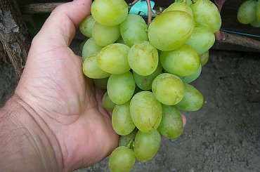 Podarek Zaporoża #grona #winorośl